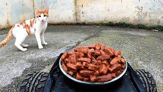 Stray Cat eating food from RC car