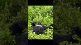 Vibrant Gorilla Trekking Experience With the Alpha Silverback
