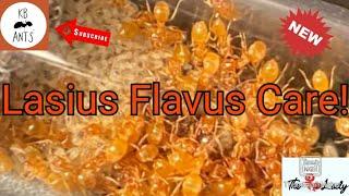 Lasius Flavus Care (yellow meadow ant)