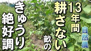 【自然農】13年間耕していない畑の『きゅうり』が凄い！2024年6月16日【natural farming】