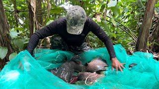 Giăng Câu Ngầm Trúng Mùa Săn Cá Lớn Của Rừng Mưa Fishing In The Old Forest