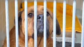 Pfötchenweihnacht im Tierheim Plauen