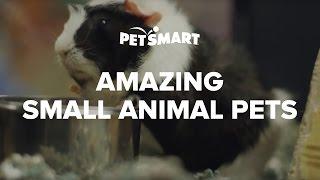 PetSmart's Amazing Small Animal Pets