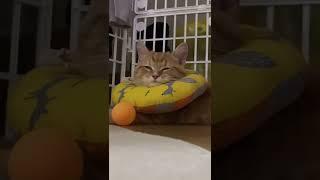 수술 후 기운 없는 토리 #shorts