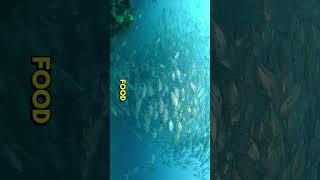 Why do Jackfish form a tornado?