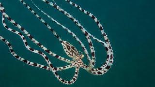 Mimic Octopus: Master of Disguise