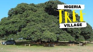 I Found A Town in Nigeria Where They Don't Cut Trees