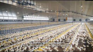 SKOV Climate and Farm Management for Poultry in Temperate Climate – English