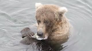 128 Grazer enjoys a fish in the Lower River, Katmai NP, Brooks Camp, 9/13/22