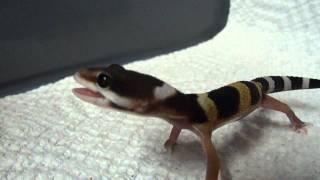 Gecko Scream