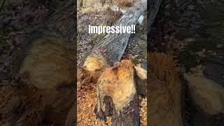 VERY Impressive Beaver   #beaver #duckhunting #beavers #shorts #short #wildlife