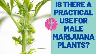 Is there a practical use for male marijuana plants?