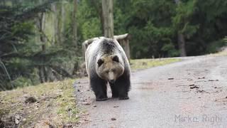 bear vs motorcycle