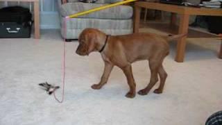 Vizsla Puppy Pointing.