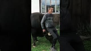 Na rogovima bika Plamena
