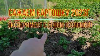 Сажаем картошку 2023г. ч1. Эксперимент   прорастёт ли картошка в соломе