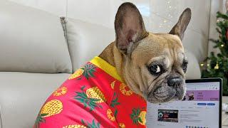 Are You A French Bulldog? | 10 SIGNS YOU'RE A FRENCH BULLDOG