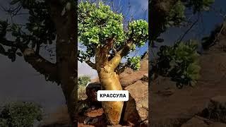 ️ #plants #комнатныерастения #растения #комнатныецветы