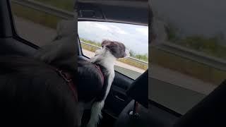 Border collie  looking out of the car