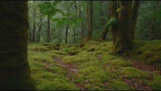 You're a Celt sitting in a forest surrounded by Druids|A Cottagecore Folk Music Playlist️‍️