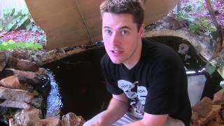 How to Cycle your Aquaponic System