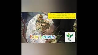 Bay Leaves  or Tejpatta