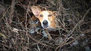 Street dog puppies /  Rockfort puppies