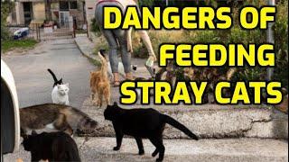 Is It A Good Idea To Feed Stray Cats?