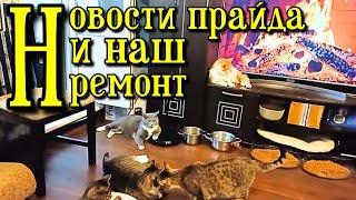 Новости прайда и наш ремонт.