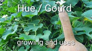 Hue Gourd plant and its many uses