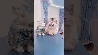 Ириска и бабушки.
