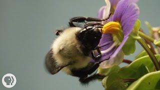 This Vibrating Bumblebee Unlocks a Flower's Hidden Treasure |  Deep Look