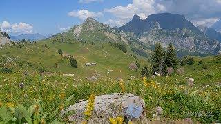 4K Alpengarten Schynige Platte Berner Oberland SWITZERLAND アルプス山脈