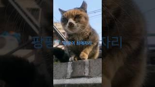 집마당 길냥이집~ #동물 #고양이집사 #냥이 #cat #고양이 #고양이일상 #길고양이 #straycat #animals #cute