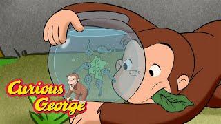 George Takes Care of Tadpoles  Curious George  Kids Cartoon  Kids Movies