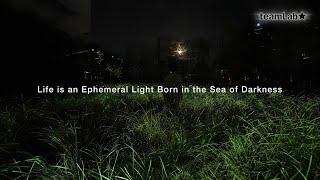 Life is an Ephemeral Light Born in the Sea of Darkness