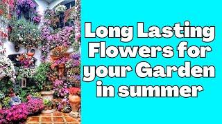 Long Lasting Flowers for your Garden & Yard in summer