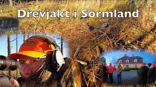 Drevjakt i Sörmland   "Driven hunt"