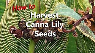 How and When to Harvest Canna Lily Seeds and Grow Them Into Plants Plus Propagating Canna Rhizomes