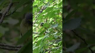 鸟儿刚洗完澡，在整理自己的羽毛。The bird has just taken a bath and is tidying its feathers。蝉鸣Cicadas|白噪音|White noise