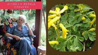 Corydalis for Pain Relief