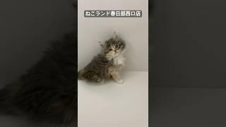 【子猫販売】#サイベリアン #子猫 #猫アレルギー #ねこランド #春日部