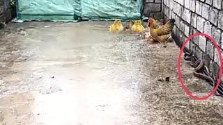 Amazing !!! Mother chicken protect the chicks from the king cobra | बच्चे बचाने मुर्गी कोबरा से भीड़ी