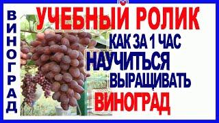  10 шагов. Как научиться выращивать виноград. Посадка, формировка, обрезка винограда.