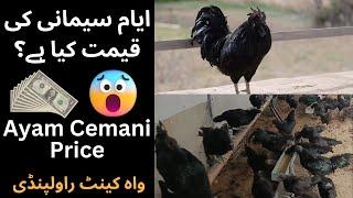 Ayam Cemani Price | Wah Cantt. Rawalpindi