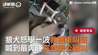 狼犬怒學一波救護車叫聲　喊到最爽時突然變公雞叫