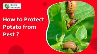 How to Protect Potato from Pest? | Potato Pests | Krishi Network