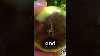 Blossom-end Rot! #tomato