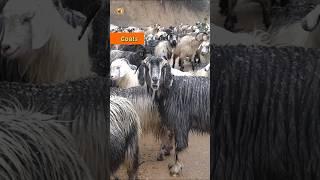 Goat Bleats, Camel Calls & Cicada Chirps  Unique Animal Sounds!