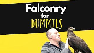 Never do these things when keeping and flying birds of prey Falconry Advice